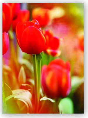 Caka Tablo   Ahşap Tablo Kırmızı Lale