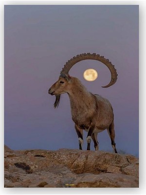 Caka Tablo   Ahşap Tablo Dağ Keçisi ve Dolunay Hızırın Keçisi