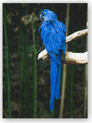 Caka Tablo   Ahşap Tablo Daldaki Mavi Papağan