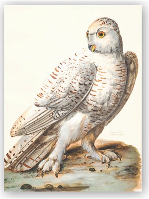 Caka Tablo   Ahşap Tablo Kar Baykuşu Guaş Boya Çizim