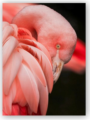 Caka Tablo   Ahşap Tablo Siyah Arkaplan Flamingo Yakın Plan