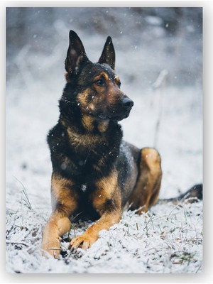 Caka Tablo   Ahşap Tablo Karlar Üzerinde Kurt Köpeği
