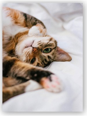 Caka Tablo   Ahşap Tablo Oyuncu Sevimli Kedi