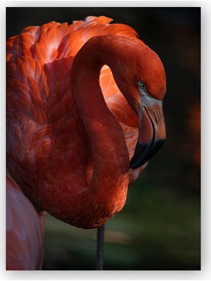 Caka Tablo   Ahşap Tablo Zarif Flamingo