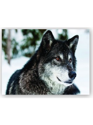 Caka Tablo   Ahşap Tablo Karda Bozkurt