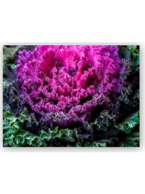 Caka Tablo   Ahşap Tablo Brassica Oleracea Yaprakları