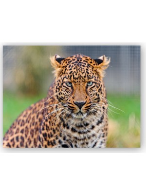 Caka Tablo   Ahşap Tablo Genç Leopar