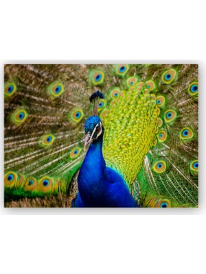 Caka Tablo   Ahşap Tablo Hint Tavuskuşu