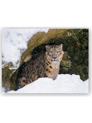 Caka Tablo   Ahşap Tablo Kar Leoparı Mağaranın Ağzında