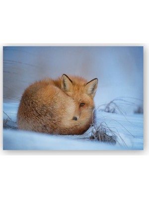 Caka Tablo   Ahşap Tablo Karlar Üzerinde Kendine Sarılan Tilki