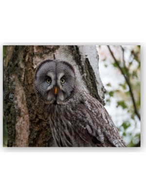 Caka Tablo   Ahşap Tablo Karlı Ormanda Ağacın Önündeki Baykuş