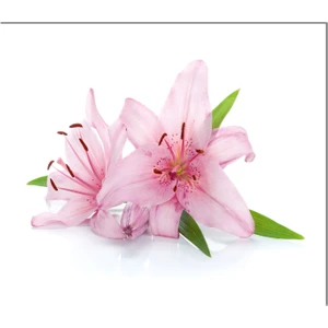 Cam Ocak Arkası Koruyucu | Pembe Çiçek