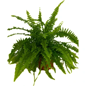 Bitki Fidanım Aşk Merdiveni Nephrolepis 20-30 cm