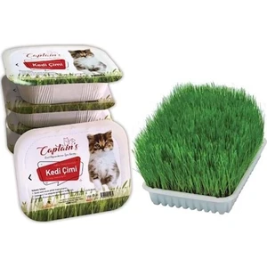 Kedi Çimi