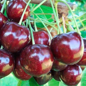 Regina Kiraz Fidanı