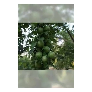 Tüplü Fidan can Erik Fidanı