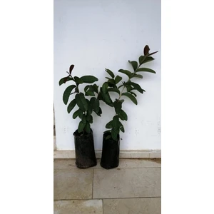 3 YAŞINDA Tüplü Fidan GUAVA FİDANI
