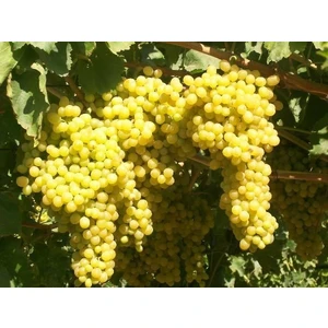 Tüplü Fidan Sultani Çekirdeksiz Üzüm Fidanı