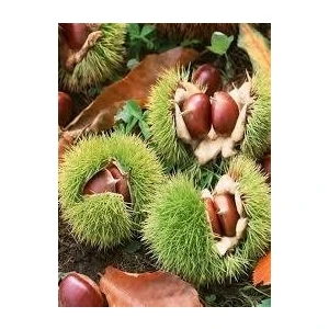 Tüplü Fidan Kemer Kestane Fidanı