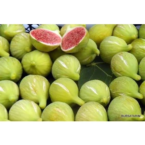 Tüplü Bardacık Incir Fidanı ( Bardak )