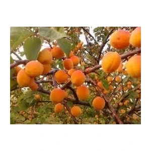 Zerdali Kayısı Fidanı