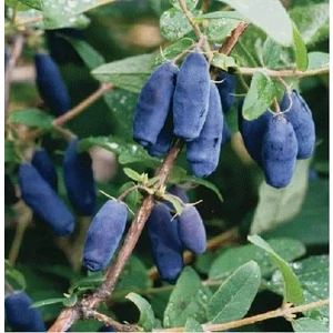 Tüplü Fidan Honeyberry Bal Yemişi Meyve ve Fidanı