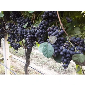 Tüplü Fidan Alphonse Üzüm Fidanı