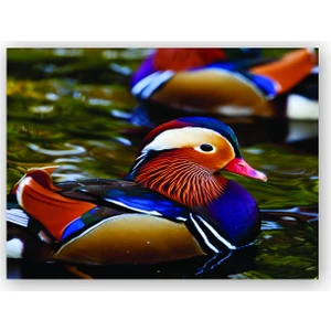 Caka Tablo   Ahşap Tablo Mandarin Ördeği