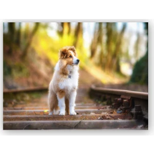 Caka Tablo   Ahşap Tablo Shetland Çoban Köpeği