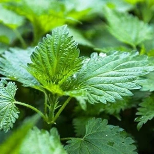 Doğal Isırgan Otu Tohumu 150Tohum