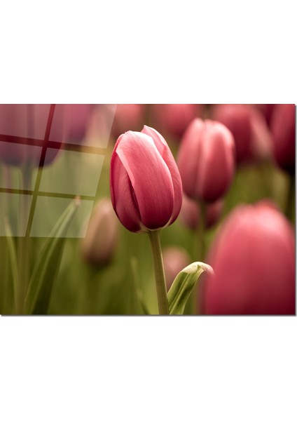 Cam Tablo Çiçekli Tablo 50 x 70 cm Uv Baskı Temperli Cam