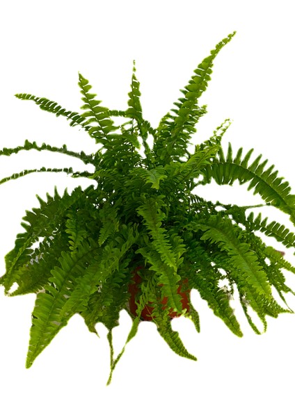 Aşk Merdiveni Nephrolepis 20-30 cm