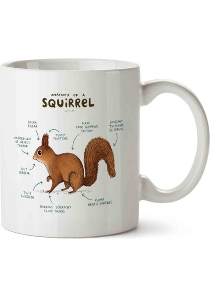 Sincap Anatomisi Squirrel Anatomy Kupa Bardak