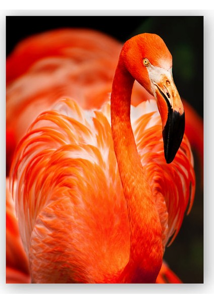Ahşap Tablo Zarif Flamingo Siyah Arkaplan