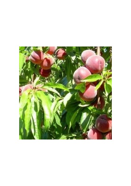 Tüplü Fidan Ruby Rich Şeftali Fidanı