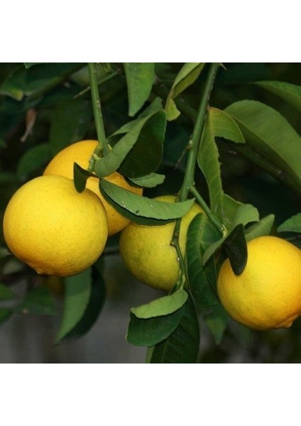 Şeker (Tatlı) Limon Fidanı