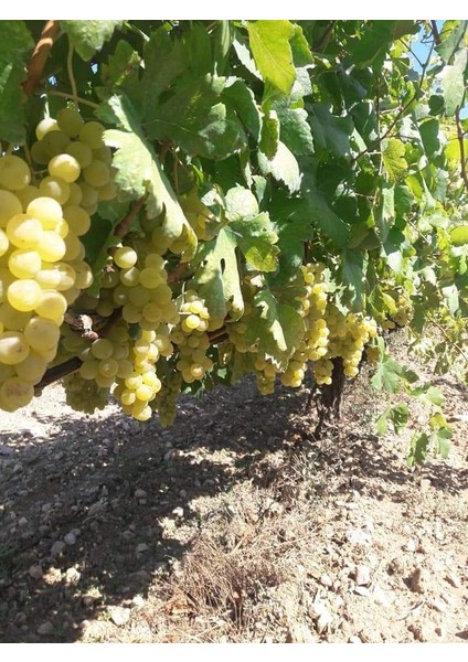 Tüplü Fidan Müşküle Üzüm Fidanı