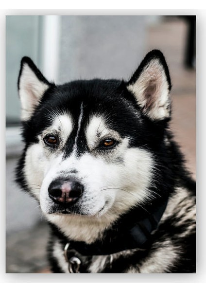 Ahşap Tablo Siyah Beyaz Husky Köpeği