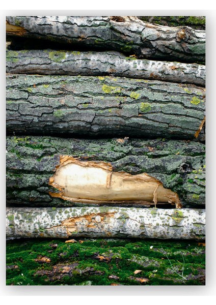 Ahşap Tablo Üstüste Dizilmiş Ağaç Gövdeleri