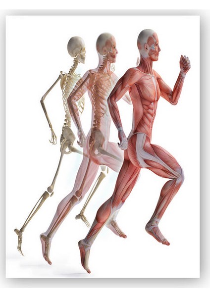 Ahşap Tablo Çalışan erkek anatomisi