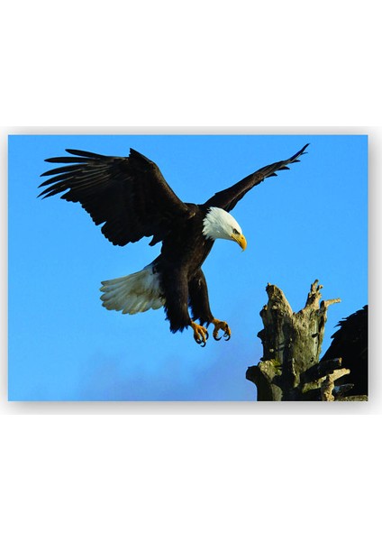 Ahşap Tablo Beyaz Başlı Kartal Konuşu