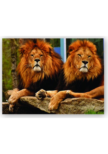 Ahşap Tablo İki Aslan