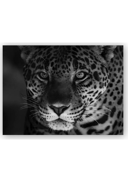 Ahşap Tablo Siyah Beyaz Jaguar