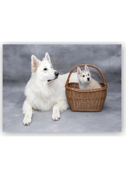 Ahşap Tablo İsviçre Çoban Köpeği Yavrusu