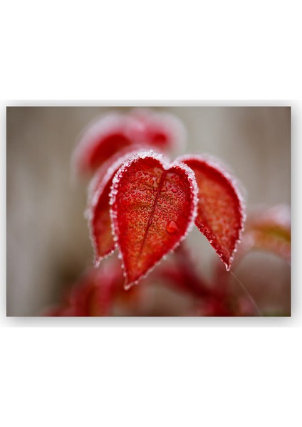 Ahşap Tablo Kalp Şeklinde Kırmızı Donmuş Yapraklar