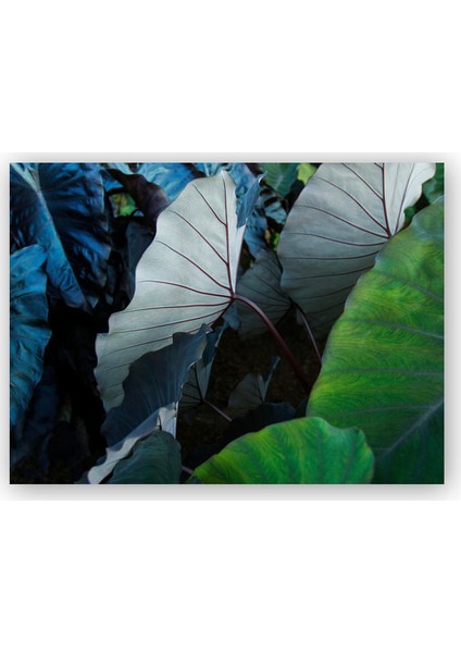 Ahşap Tablo Renkli Dev Yapraklar