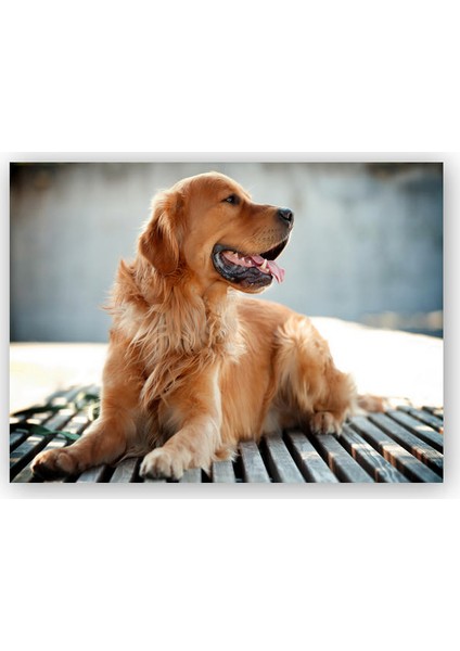Ahşap Tablo Uzun Tüylü Golden Retriever