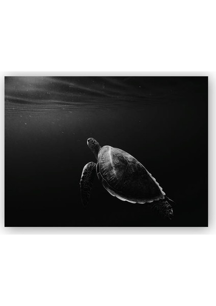 Ahşap Tablo Deniz Kaplumbağası Sualtı Monochrome