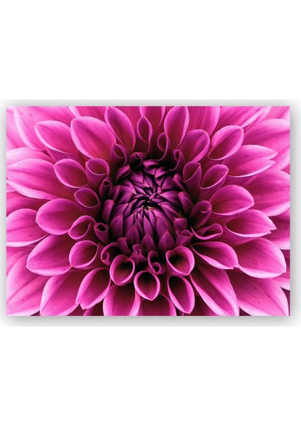 Ahşap Tablo Pembe Dahlia Çiçeği Yakın Plan