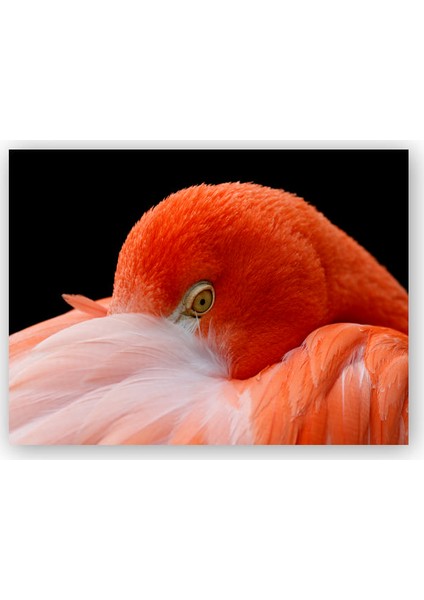 Ahşap Tablo Amerikan Flamingosu Siyah Arkaplan